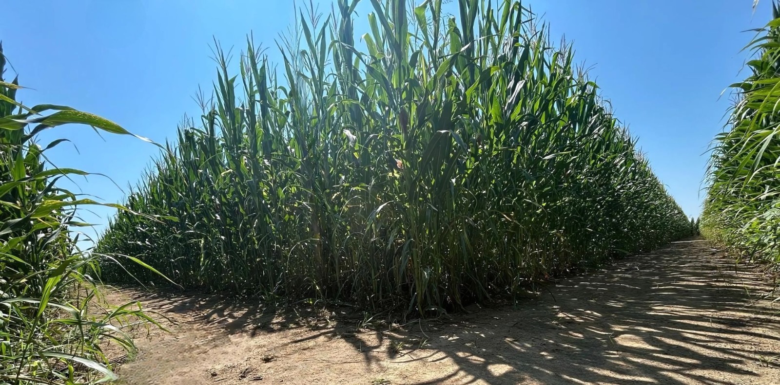 Caccia al Tesoro nel Mais: avventura tra i sentieri del Labirinto EdoLavi